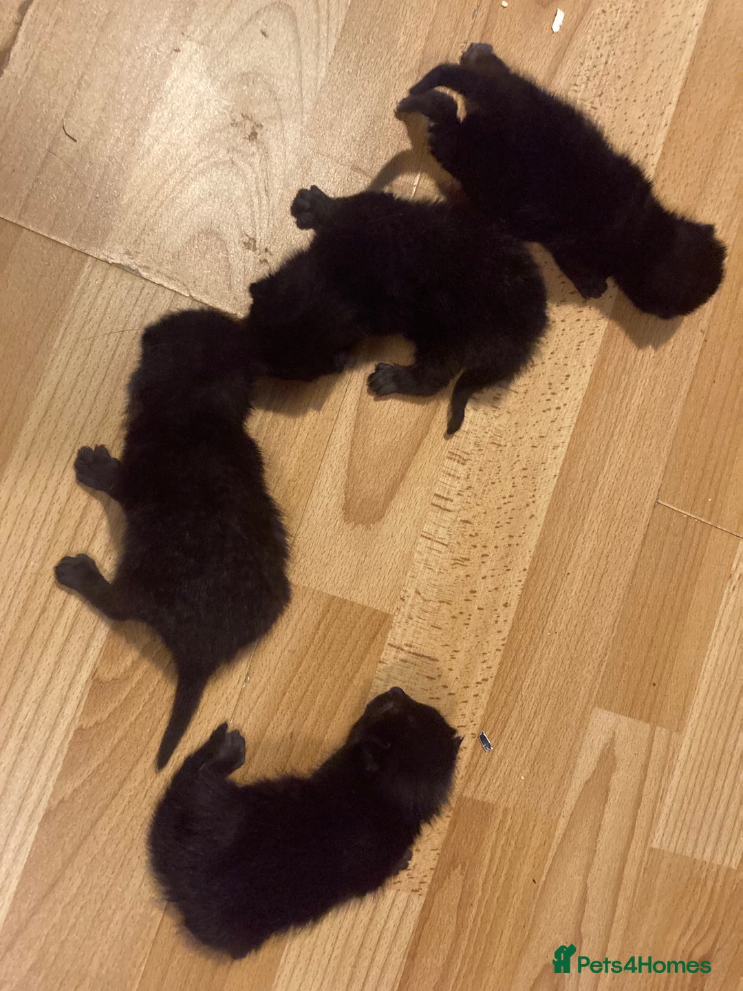 Bombay cats for sale: Four Bombay kittens looking for rehoming  - Image 2