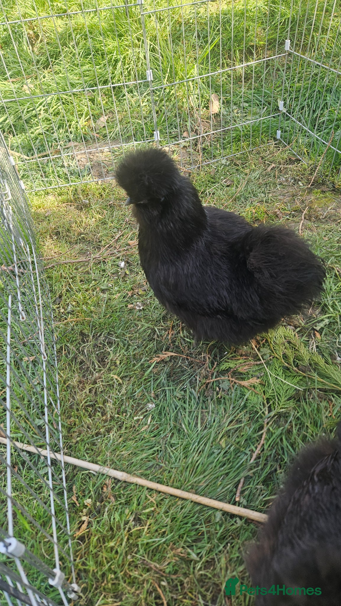Chickens poultry Black pure bred silkies 5  - Advert 1