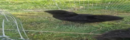 Chickens poultry for sale: Black pure bred silkies 5  - Advert 1