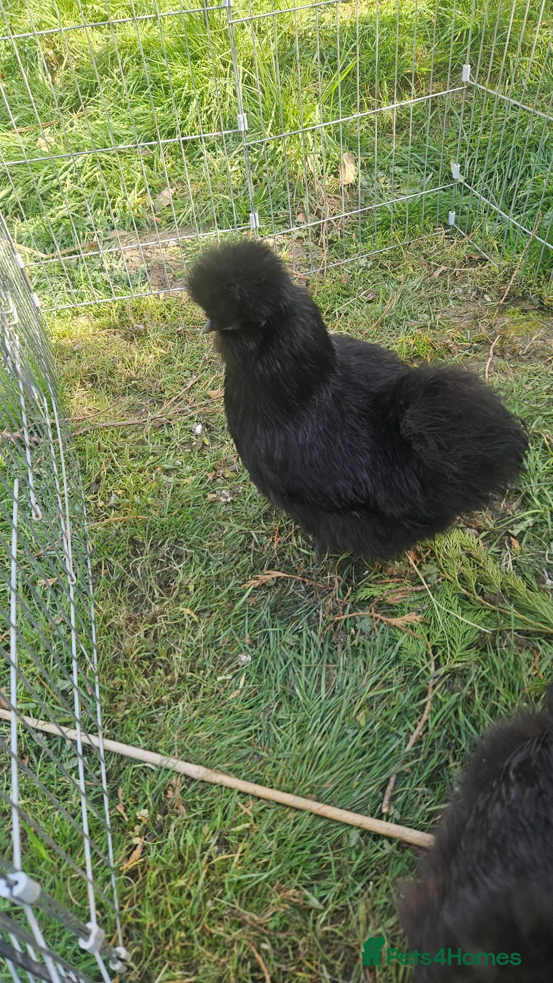 Chickens poultry for sale: Black pure bred silkies 5  - Advert 1