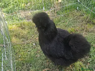 Chickens poultry Black pure bred silkies 5 - Advert 1