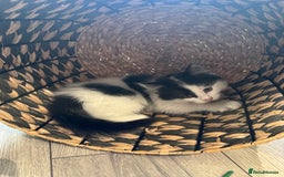 Mixed Breed cats for sale: Long haired girl fluffy Kittens  - Image 16