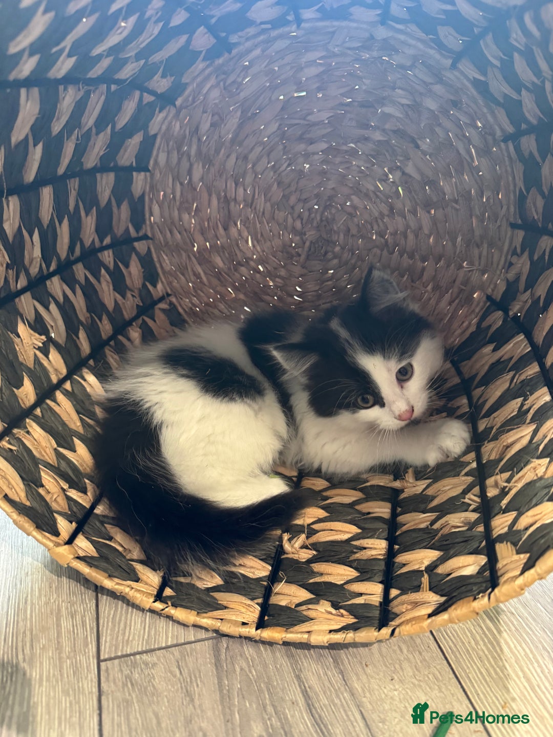 Mixed Breed cats for sale: Long haired girl fluffy Kittens  - Image 16