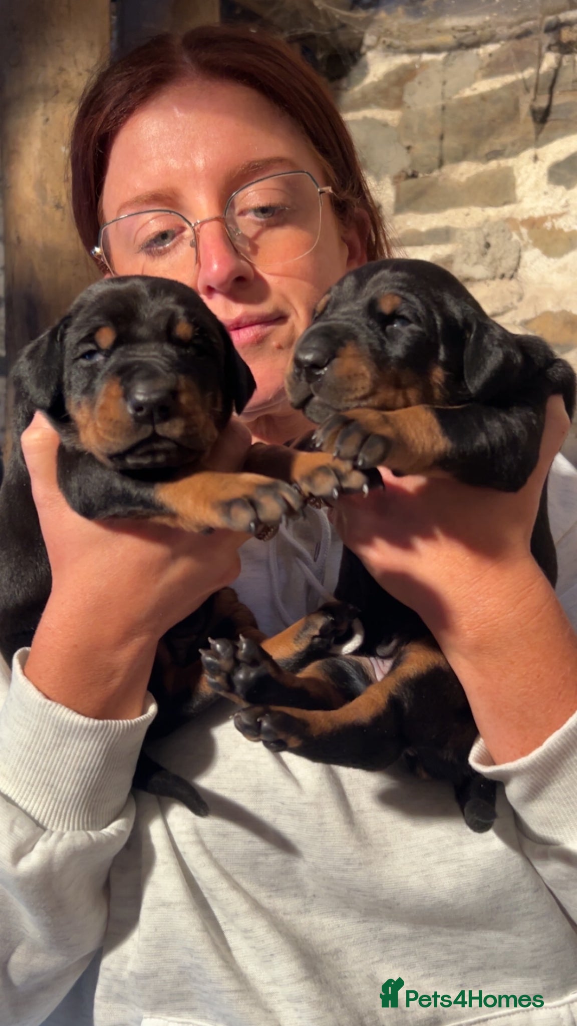 Dobermann dogs Dobermann puppies for sale ☺️ - Advert 7