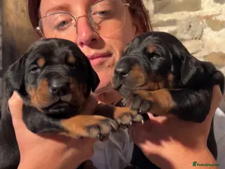 Dobermann dogs Dobermann puppies for sale ☺️ - Advert 7