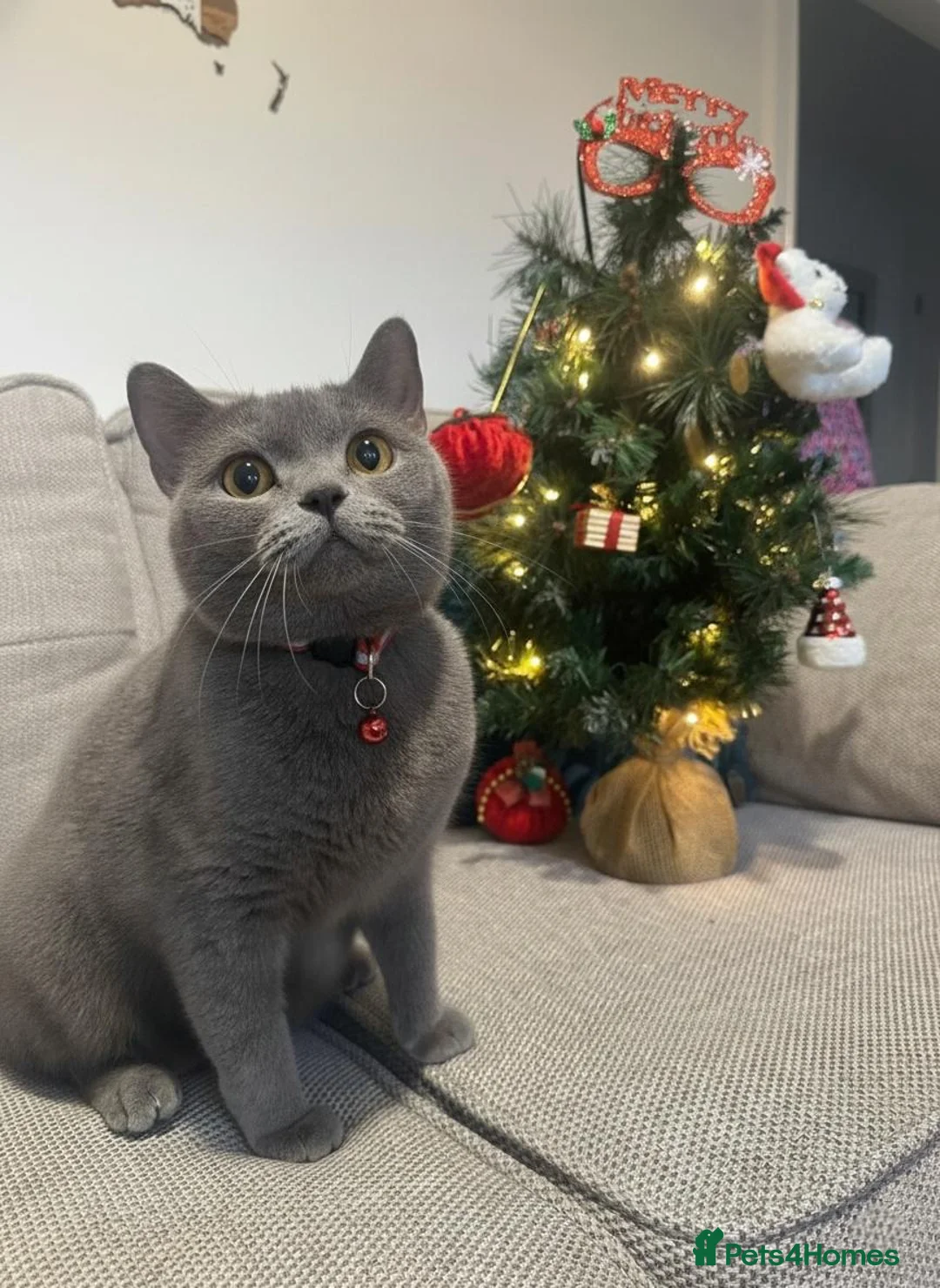 British Shorthair cats for sale: GCCF Registered 2 Kitties Left- Ready to Go - Advert 2