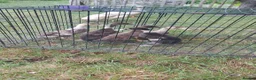 Ducks poultry for sale: Runner Ducklings-unsexed - Advert 5