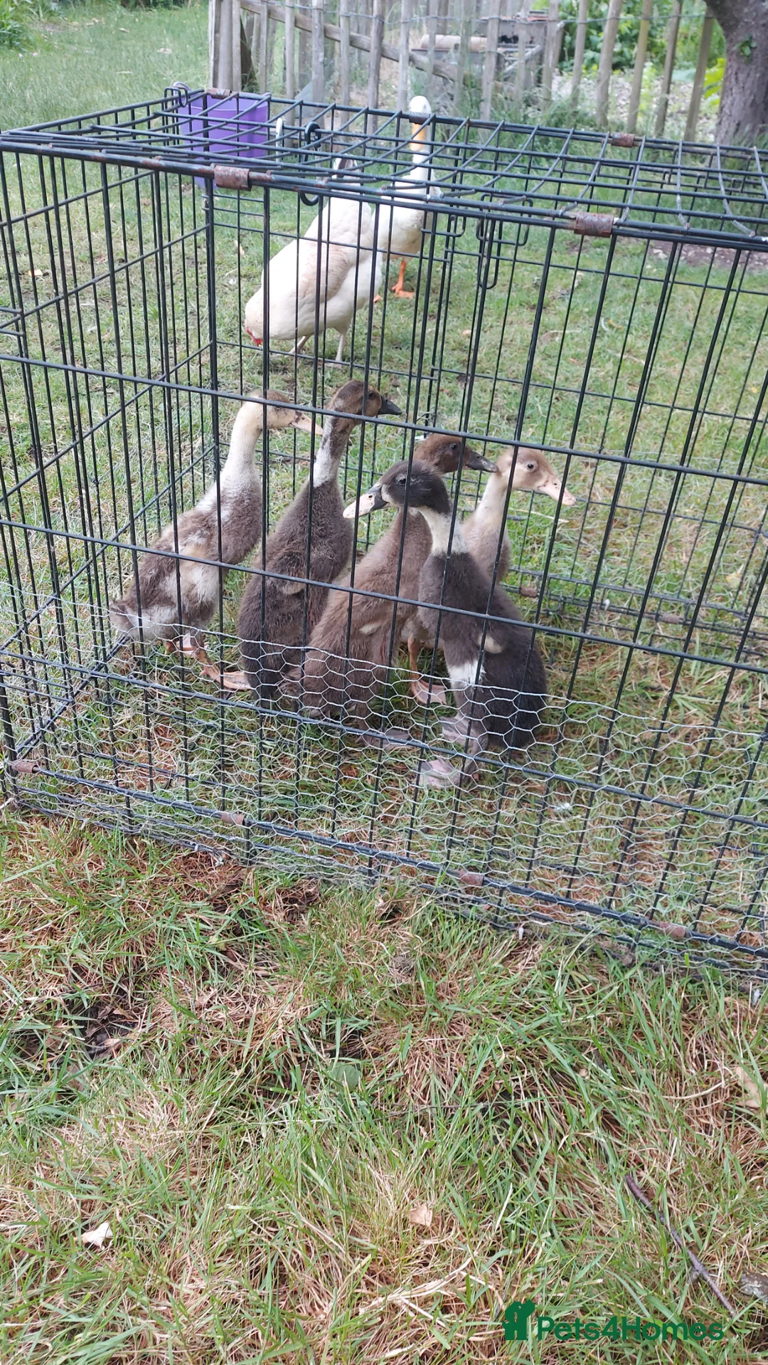 Ducks poultry for sale: Runner Ducklings-unsexed - Advert 5
