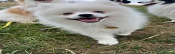 German Spitz dogs for sale: White German Spitz Klein Puppy in Lincoln - Advert 5