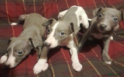 Whippet dogs for sale: KC Whippet puppies - Advert 1