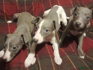 Whippet dogs KC Whippet puppies - Advert 1