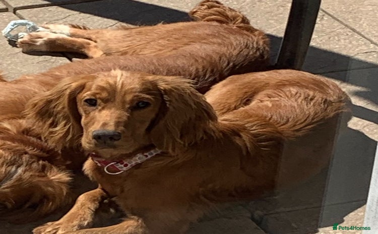 Cocker Spaniel dogs - Advert 7