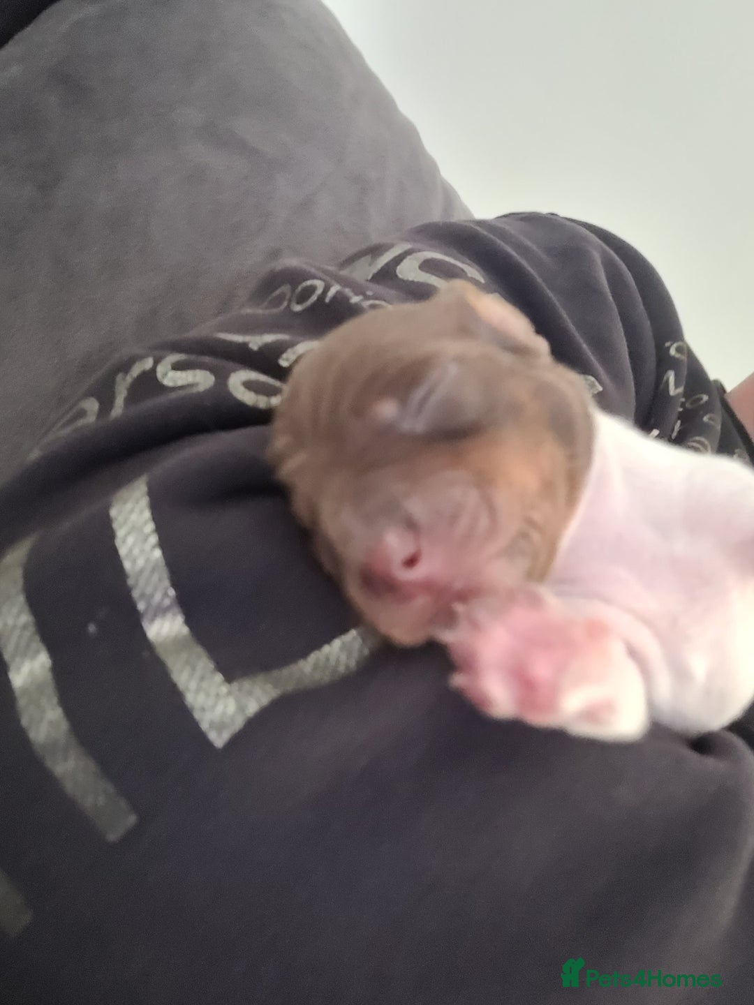 Miniature Dachshund dogs for sale: 3 daschund puppies for sale 2 M 1 F - Image 1