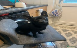 Pomchi dogs for sale: 2 years 11 months old male pomchi - Image 2