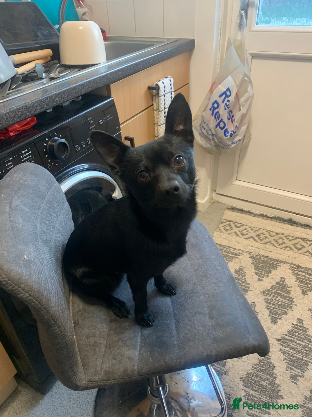 Pomchi dogs for sale: 2 years 11 months old male pomchi - Image 2