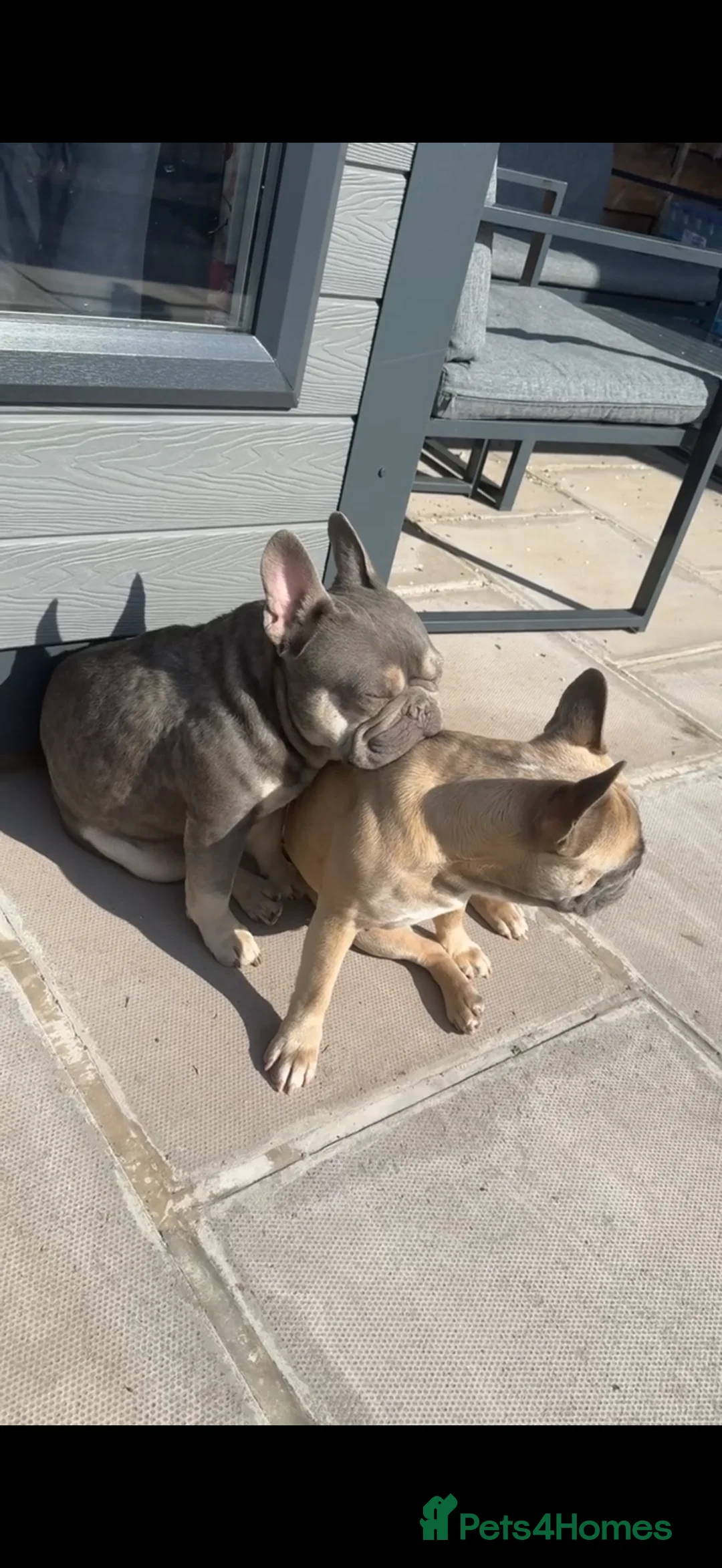 French Bulldog dogs for sale: Male and female siblings - Advert 4