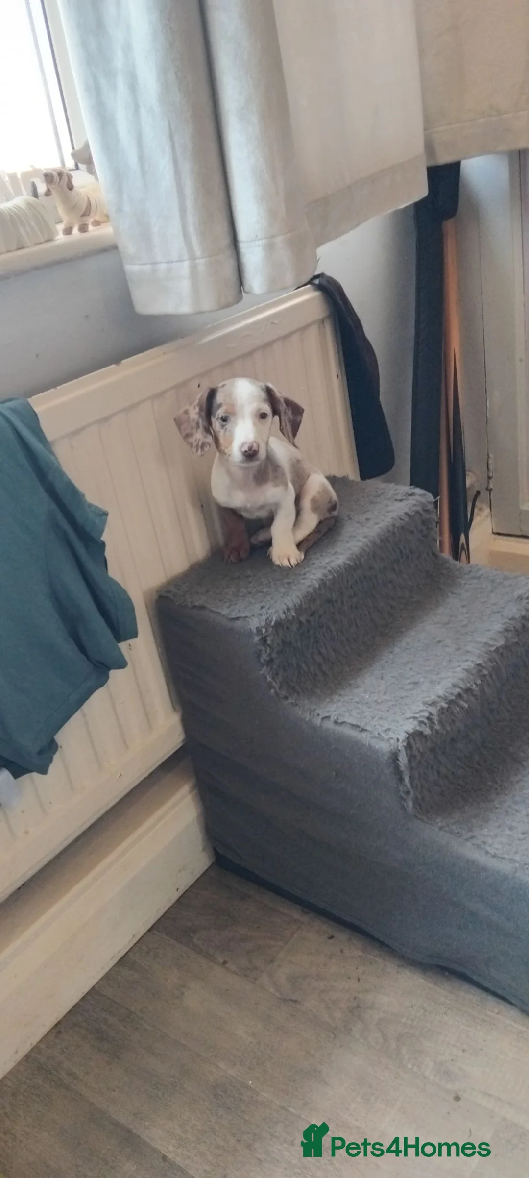 Miniature Dachshund dogs for sale: Miniature dachunds - Advert 2