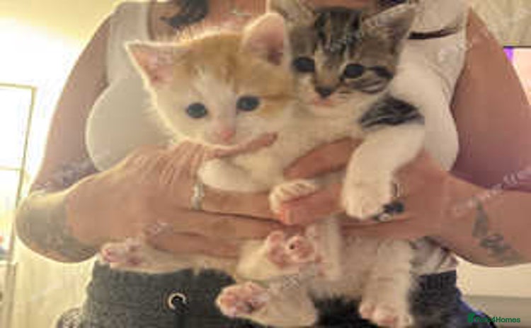 Mixed Breed cats - Advert 1
