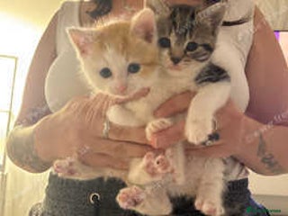 Mixed Breed cats - Advert 6