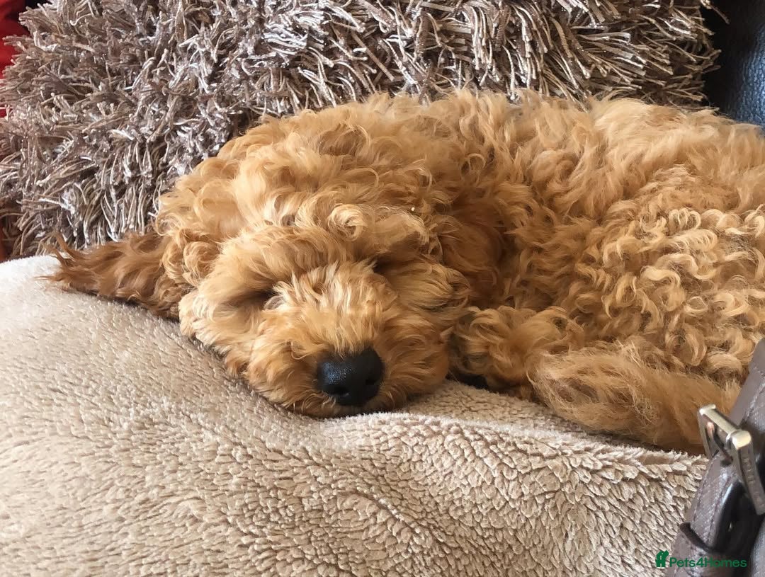 Cockapoo dogs for sale: Beautiful 7-Month-Old Cockapoo Girl Bella - Advert 6