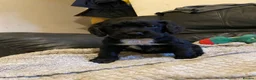 Labrador Retriever dogs for sale: 3 Black & 2 chocolate Labrador Puppies for Sale! - Advert 4