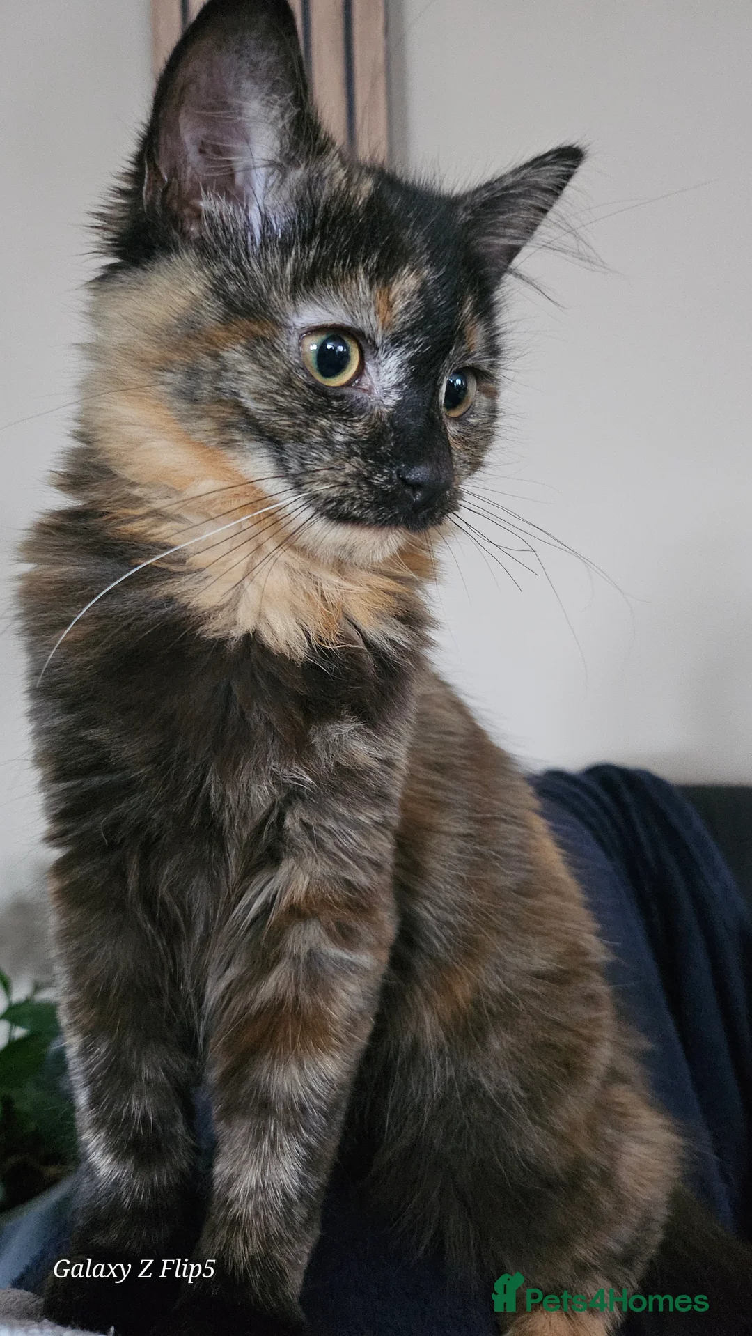 Maine Coon cats for sale: NALA  - Advert 6