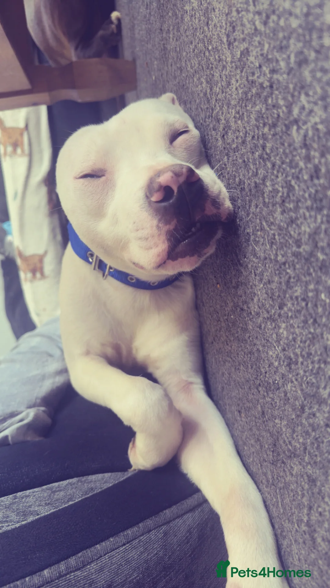 Mixed Breed dogs for sale: Staffy cross  in Galashiels - Advert 1