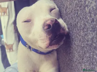 Mixed Breed dogs Staffy cross - Advert 1