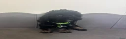 Maltipoo dogs for sale: Gorgeous F1 Toy Maltipoo Pups - Advert 16