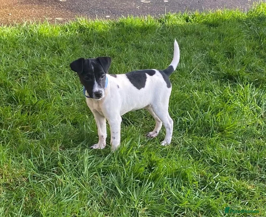 Mixed Breed dogs for sale: Jack Russell x Lakeland terrier - Advert 1