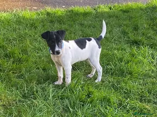 Mixed Breed dogs Jack Russell x Lakeland terrier - Advert 2