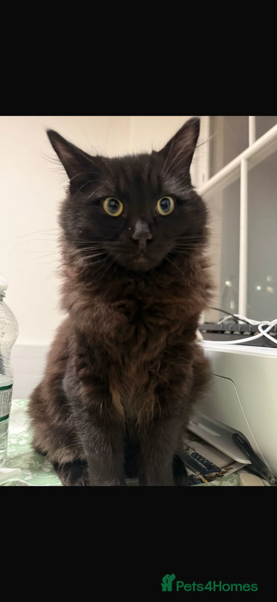 Siberian cats for sale: One pure Siberian male- 4th litter very large  - Advert 3