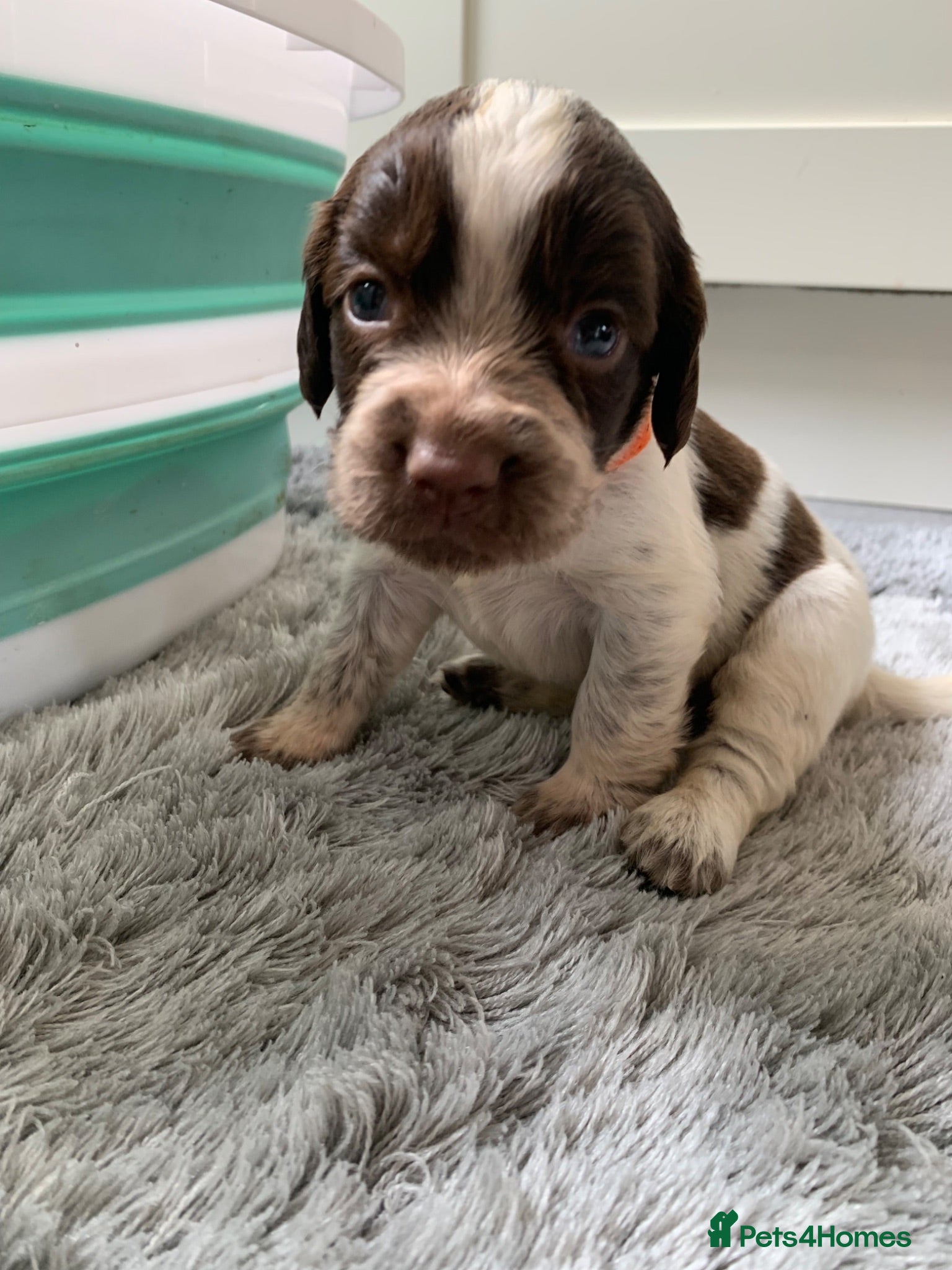Sprocker dogs F1B litter of 8 cocker spaniels  - Advert 2