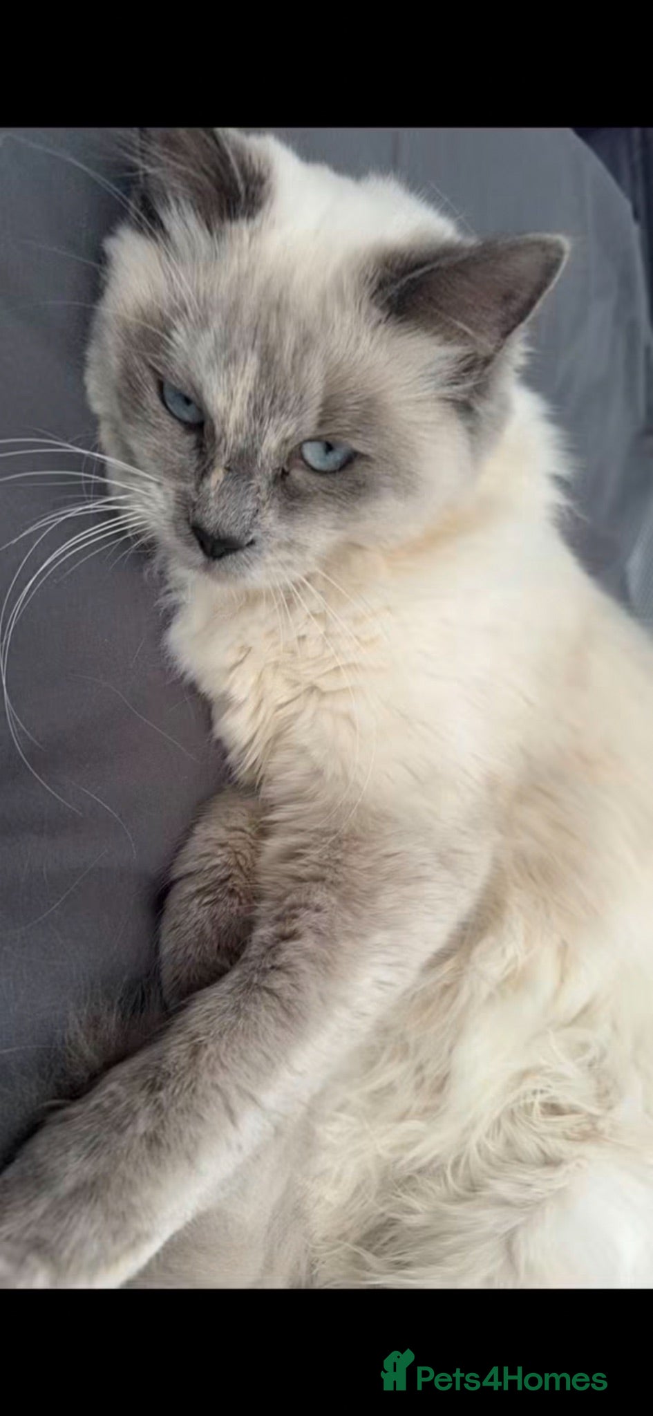 Ragdoll cats Black ragdoll  - Advert 1