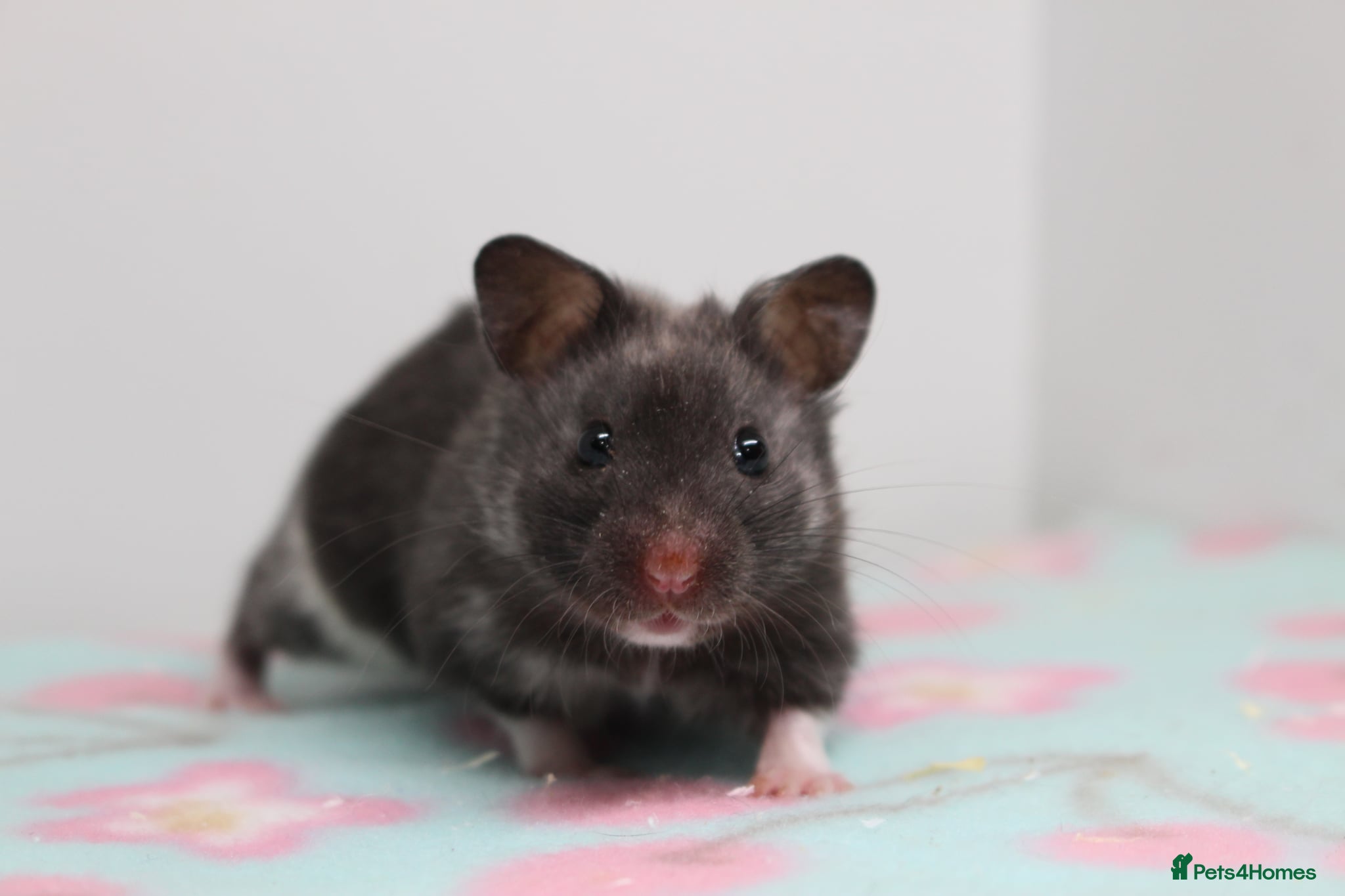 Hamster rodents Male and female adult syrain hamsters  - Advert 2