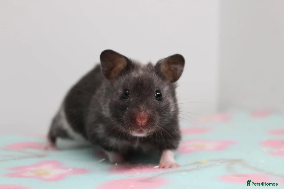 Hamster rodents for sale: Male and female adult syrain hamsters  - Advert 1