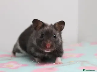 Hamster rodents Male and female adult syrain hamsters - Advert 2