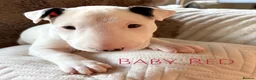 English Bull Terrier dogs for sale: Adorable English Terrier Puppies Available in Colchester - Advert 1