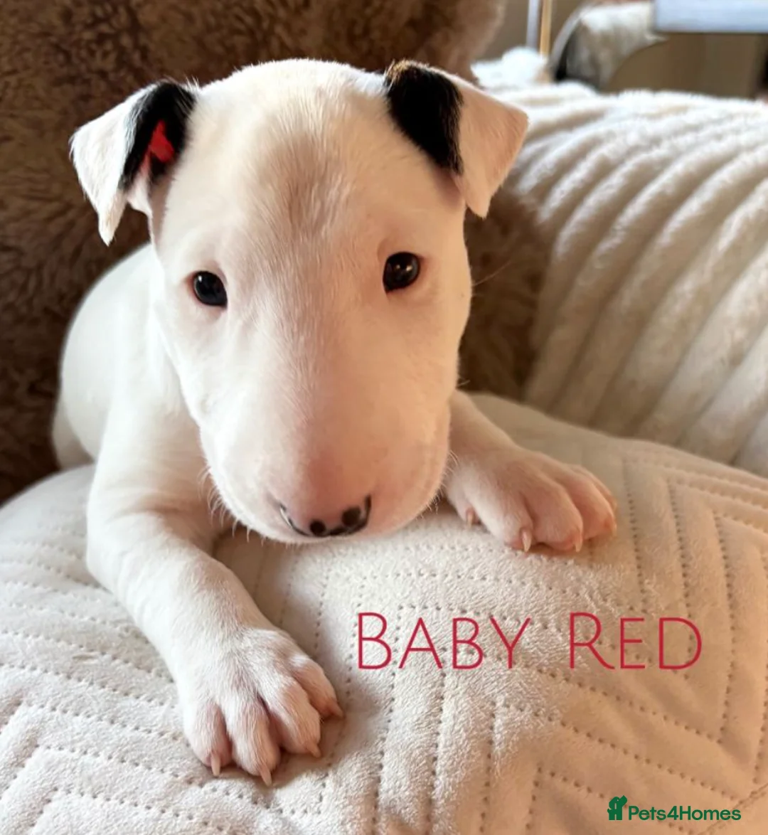 English Bull Terrier dogs for sale: Adorable English Terrier Puppies Available in Colchester - Advert 1