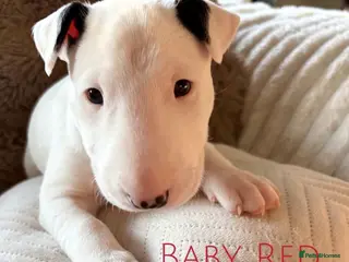 English Bull Terrier dogs Adorable English Terrier Puppies Available in Colchester - Advert 1