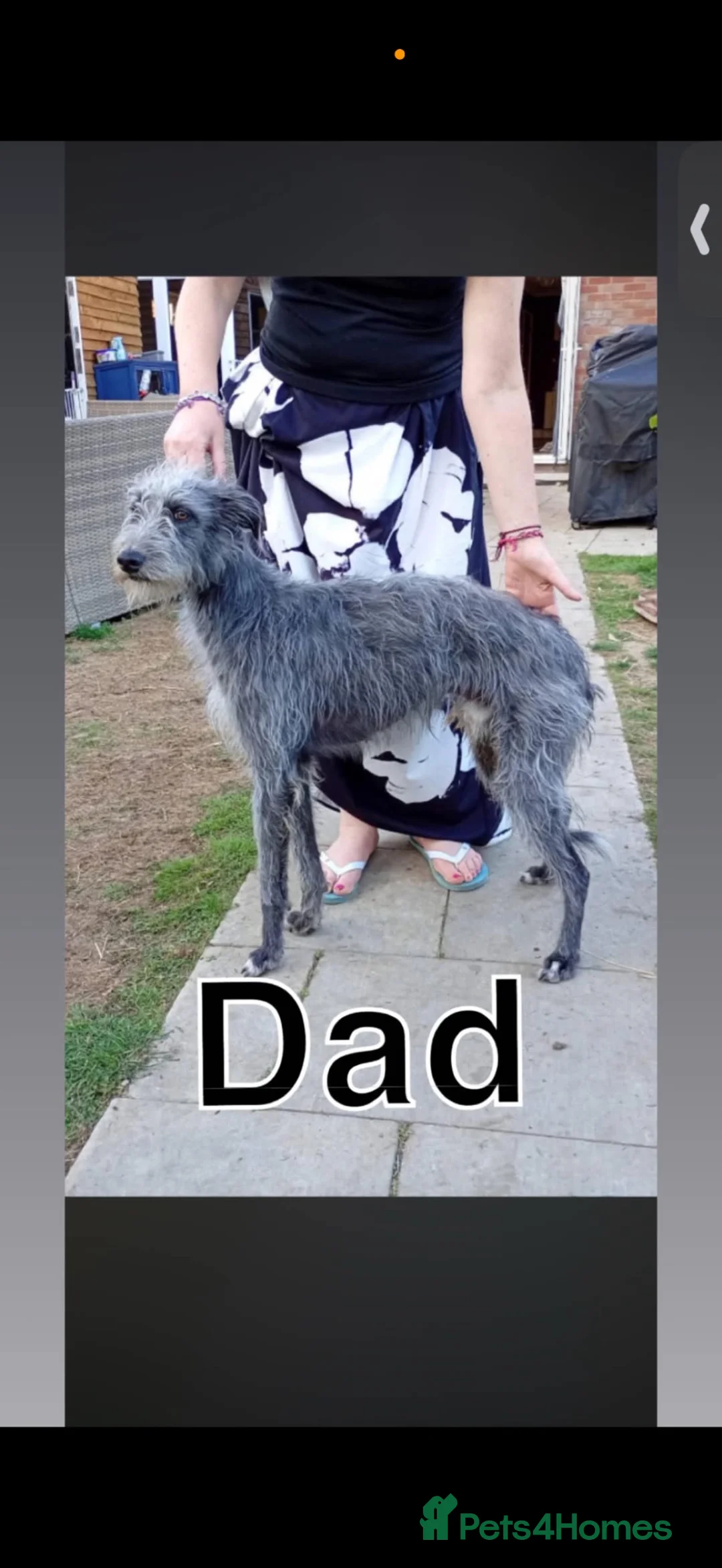 Lurcher dogs for sale: Lurchers puppy merle  - Advert 2