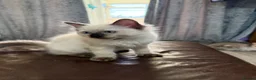 Ragdoll cats for sale: Stunning male ragdoll - Advert 7
