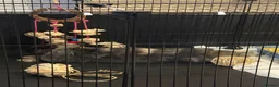 English Lop rabbits for sale: Male Bunny- aged 10 weeks & Full Setup  in Baldock - Advert 3