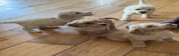 Cockapoo dogs for sale: Beautiful litter of F2 Cockapoo puppies  - Advert 15