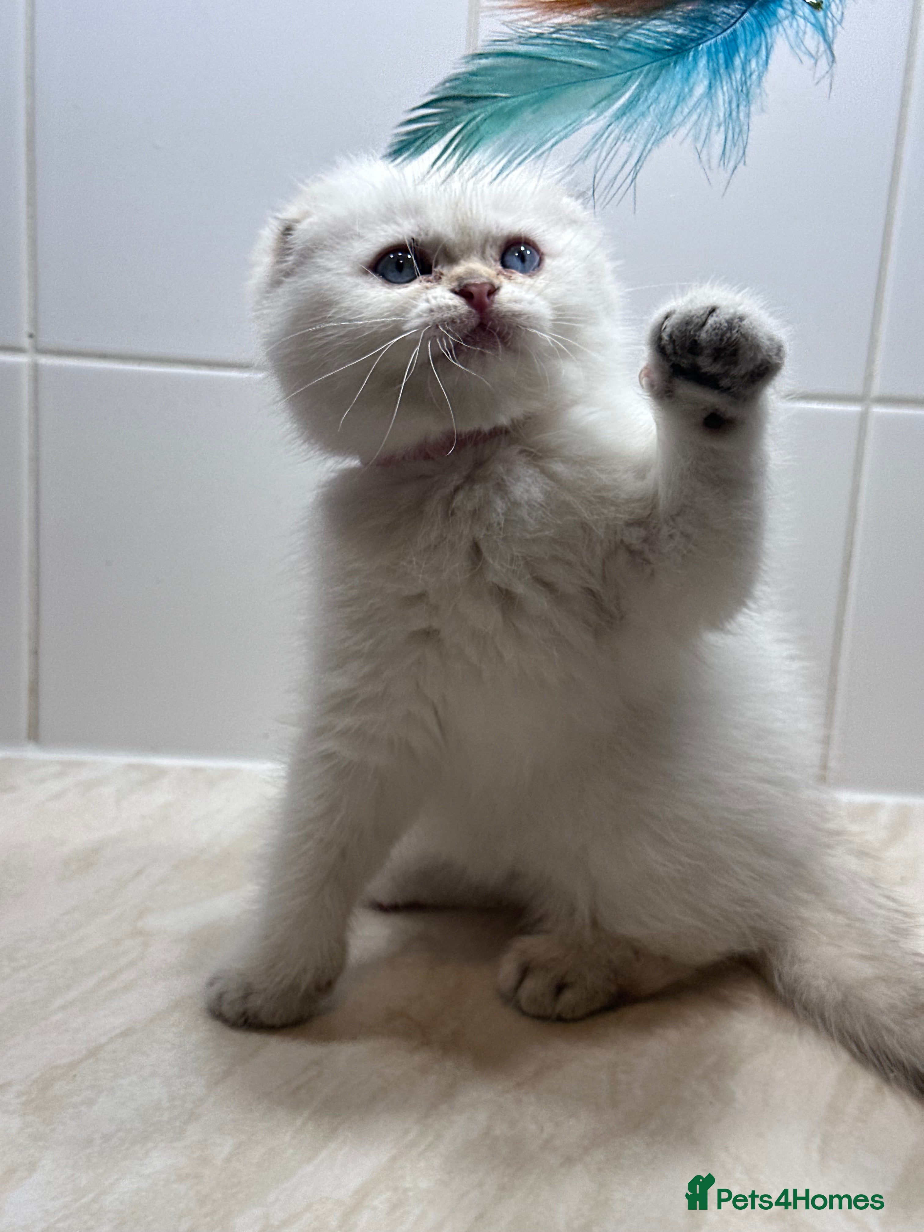 Scottish Fold cats Scottish fold Kitten Healthy &Loving - Advert 3