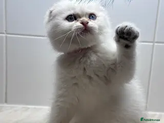 Scottish Fold cats Scottish fold Kitten Healthy &Loving - Advert 3