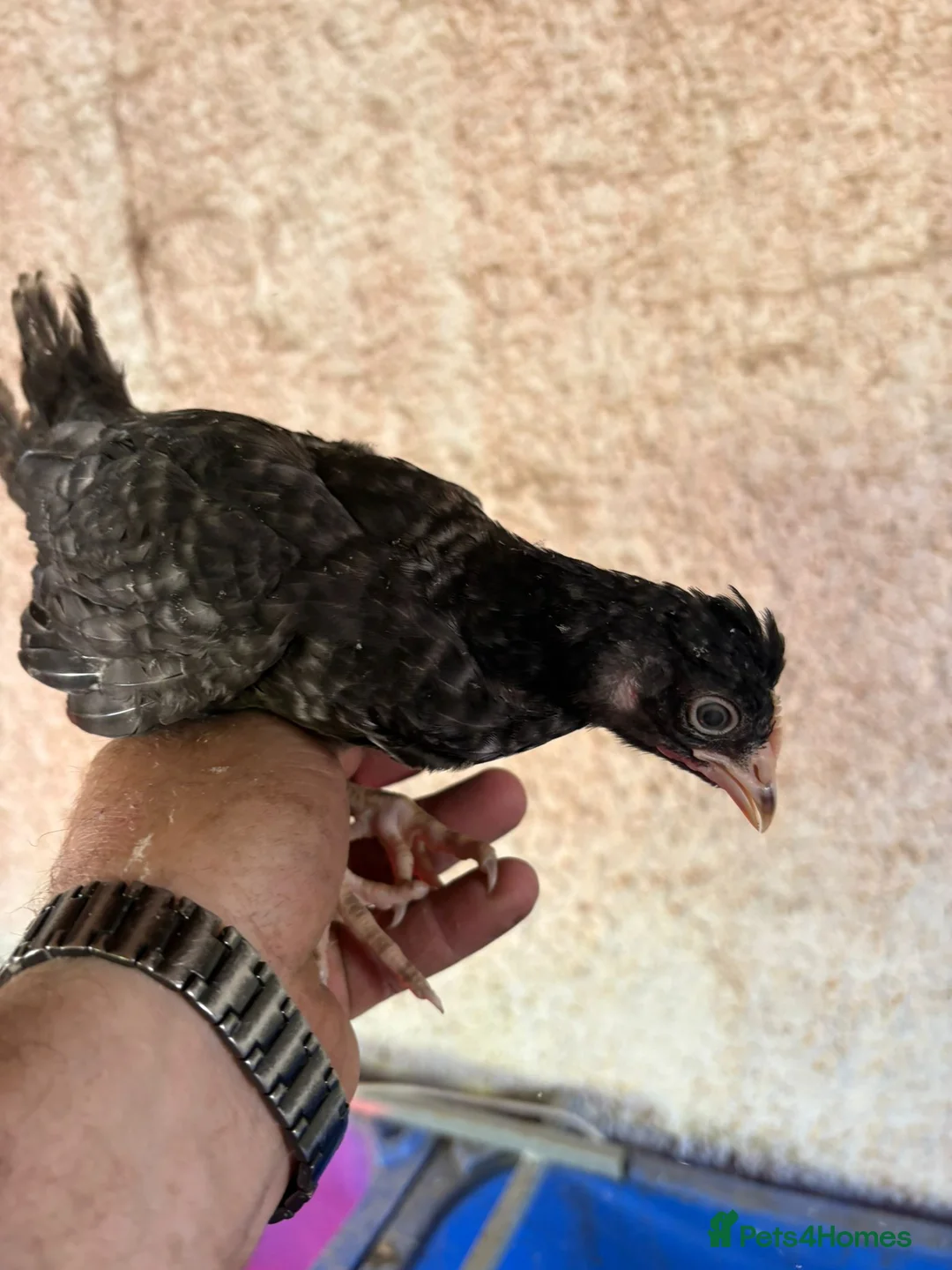 Chickens poultry for sale: Female Chicks off heat, 4 weeks old  - Advert 6