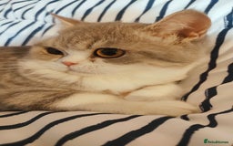 Exotic cats for sale: Two exotic shorthair boys  - Image 12