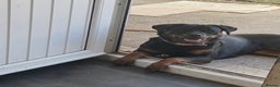 Rottweiler dogs for sale: Female Rottweiler - Advert 1