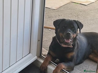 Rottweiler dogs Female Rottweiler - Advert 4